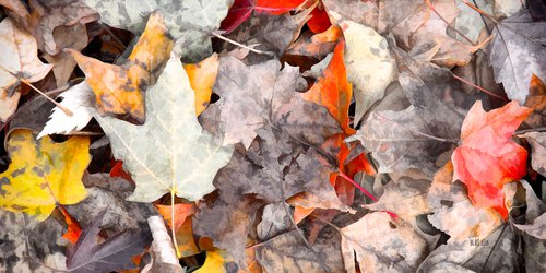 Autumn's Carpet by Barbara Storey