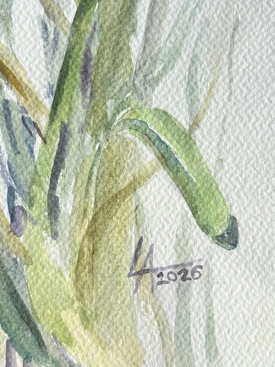 Hyacinths. Spring Awakening.