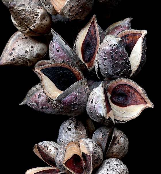 Hakea Seed Pods