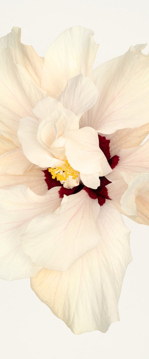 HIBISCUS IN WHITE by Andrew Lever
