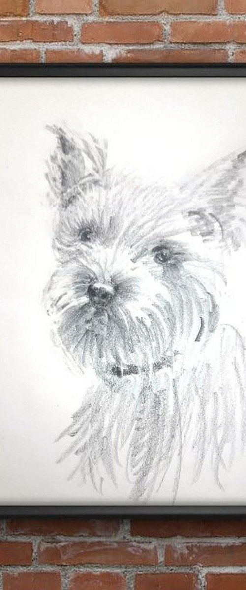 Terrier Portrait  Pet Dog sketch by Asha Shenoy