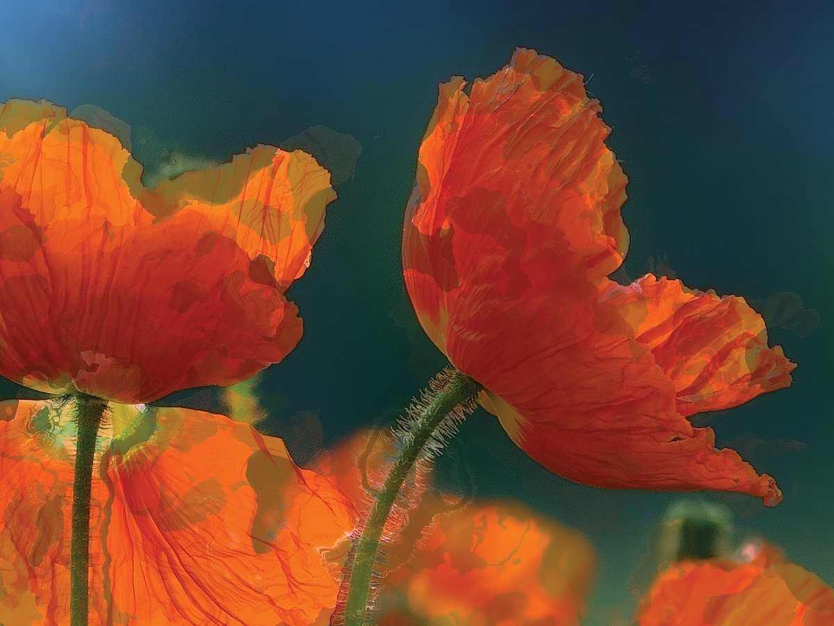 Amapolas 5 by Javier Diaz