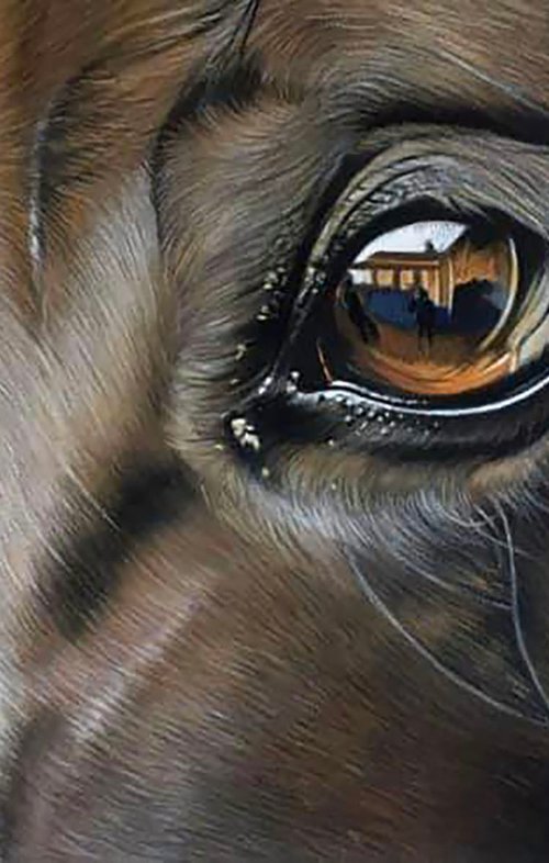 Horse Eye by Clare Parkes