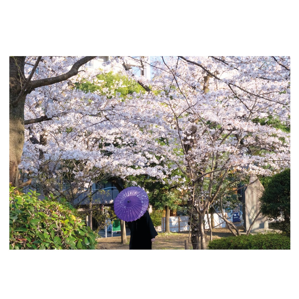 Sakura Umbrella by Vincent Dupont-Blackshaw