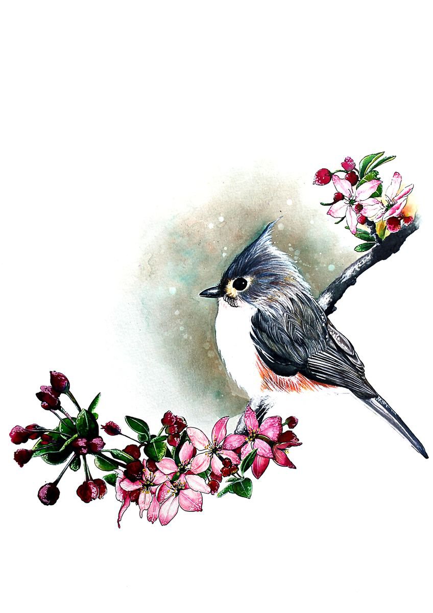 Grey bird (tufted titmouse) by Haejin Yoo