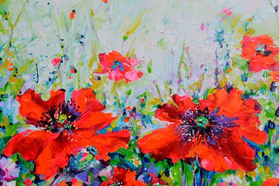 Papaveri Orientali Poppy Oriental Red Poppies