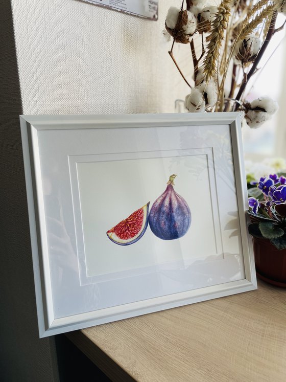 Purple Fig Original Watercolor