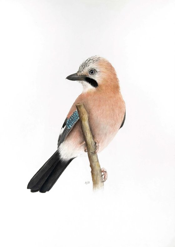 Eurasian Jay