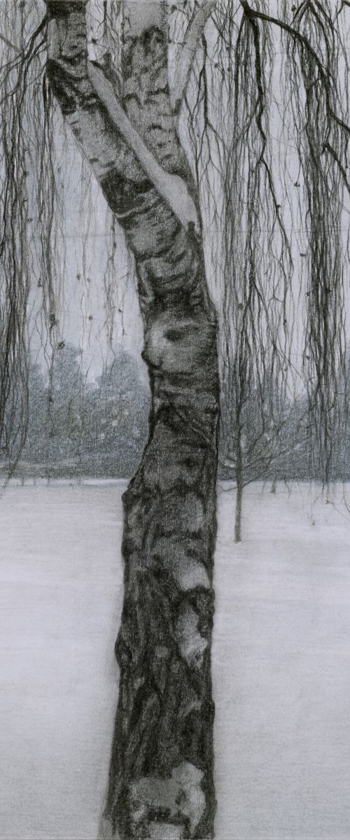 BIRCH IN THE SNOW by Nives Palmić