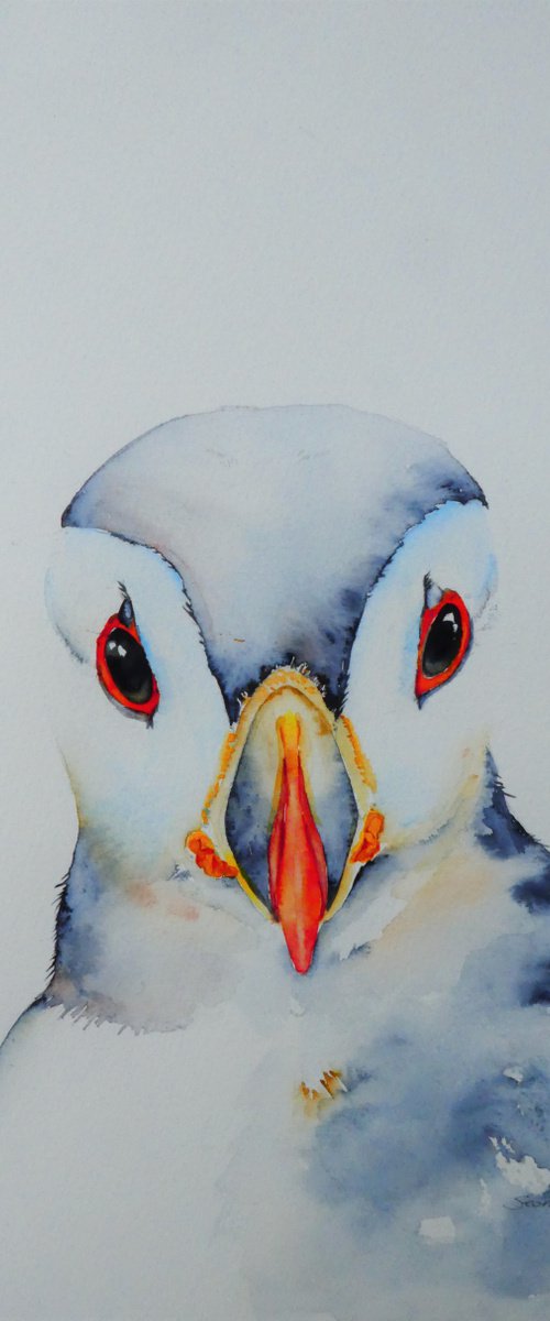 Puffin Cheeks by Seonaid Parnell