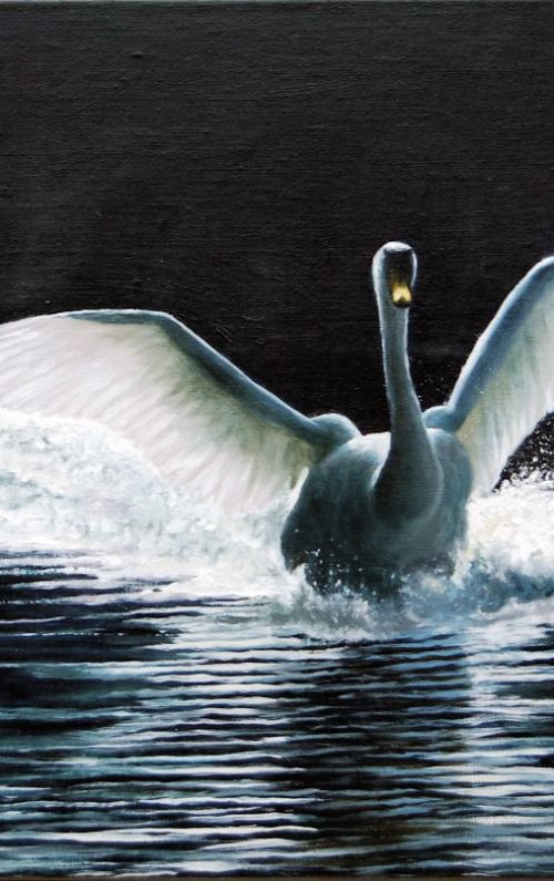 A Mute Swan Landing by Andrew McNeile Jones