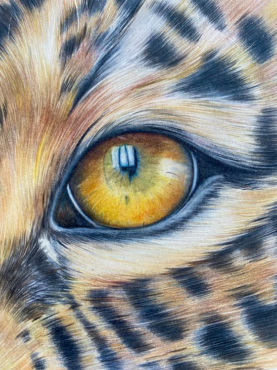 Jaguar eye study