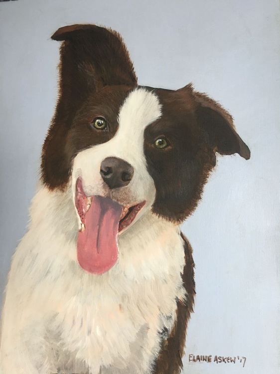 Jess Border Collie By Elaine Askew Artfinder