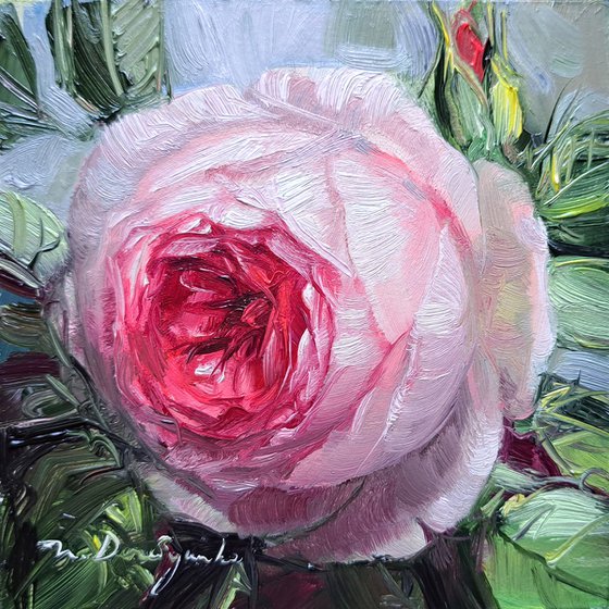 Pink rose