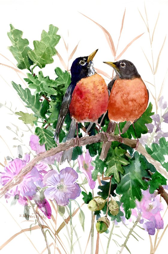 American Robin Birds on the Oak Tree