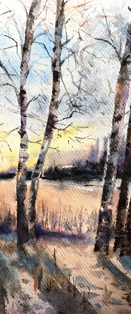 Birch trees in winter by Monika Jones