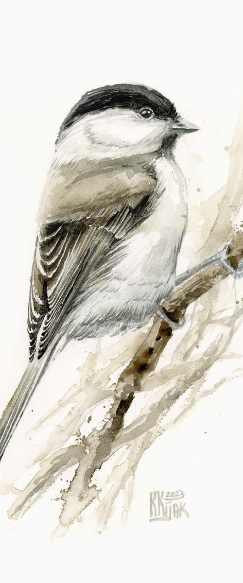 Marsh tit bird by Karolina Kijak