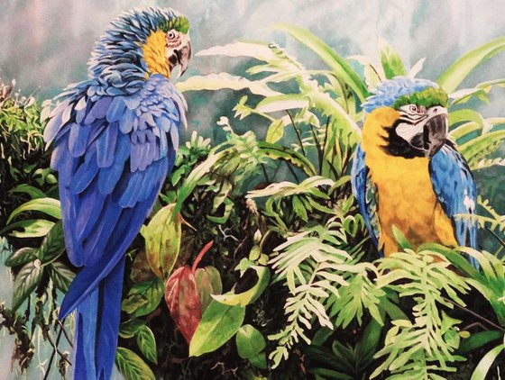 Blue and Yellow Macaws