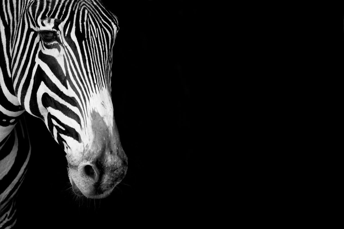 Photorealistic Animal Photograph By Nick Dale, 33 X 26", Black And White And Black, Original Artwork