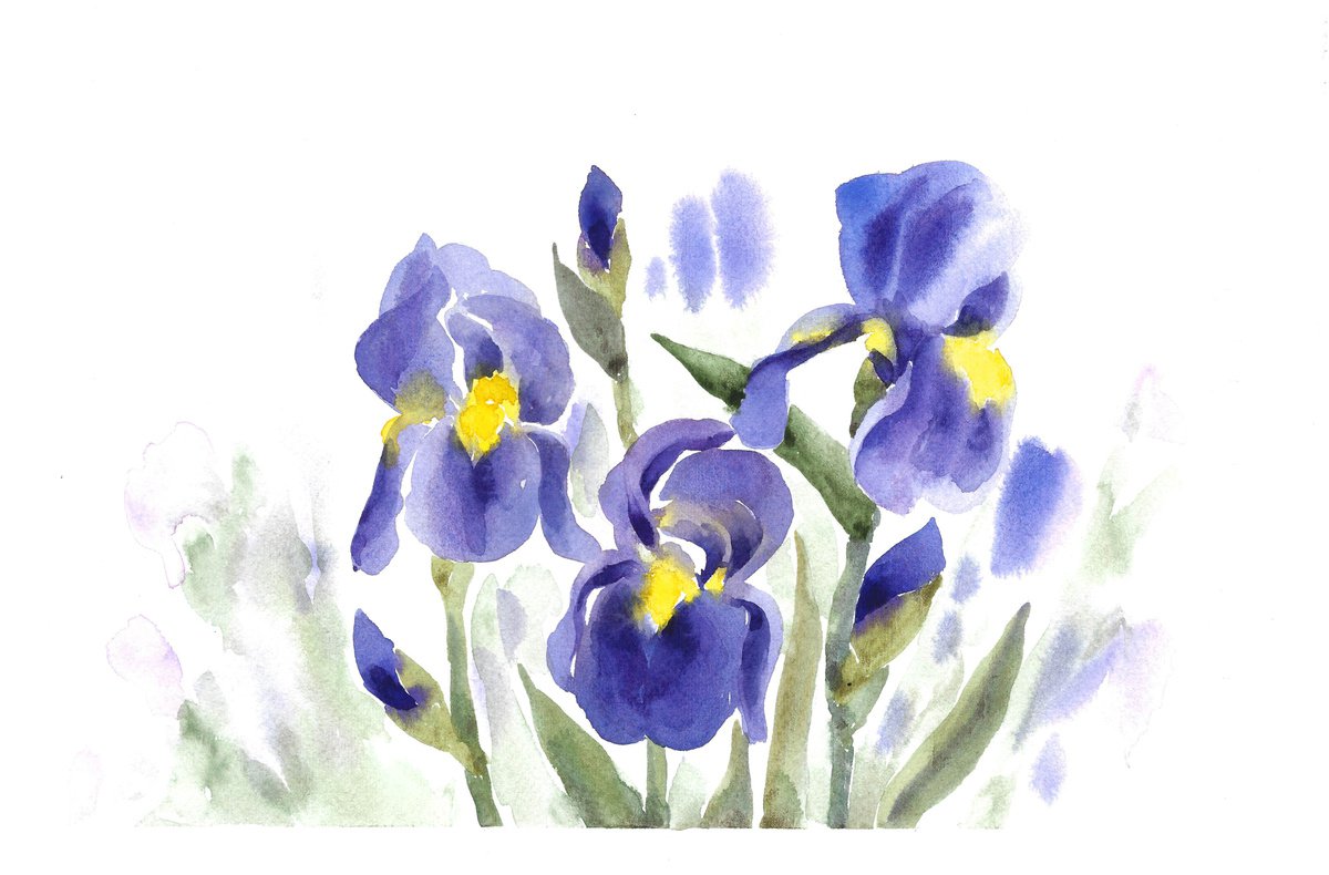Irises flowers artwork, watercolor illustration by Tanya Amos