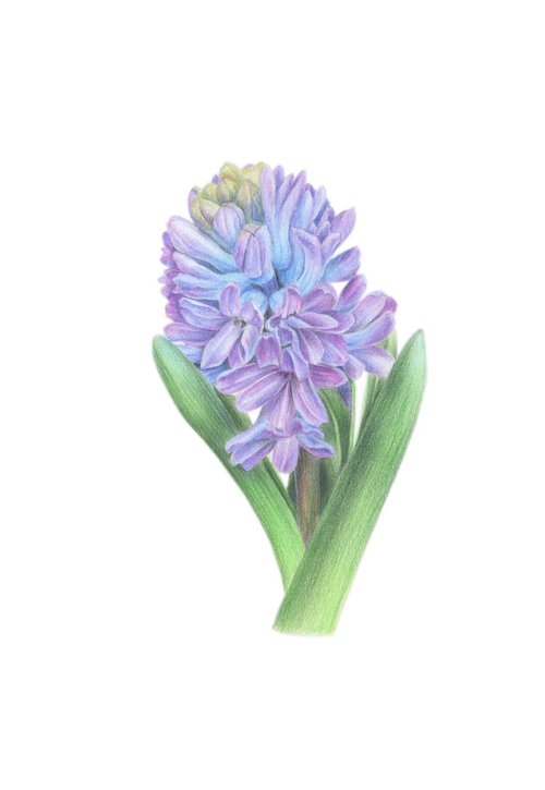 Hyacinth by Alona Hrinchuk