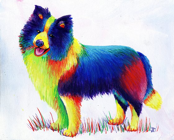 Rainbow Border Collie