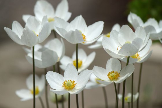 Wood anemone