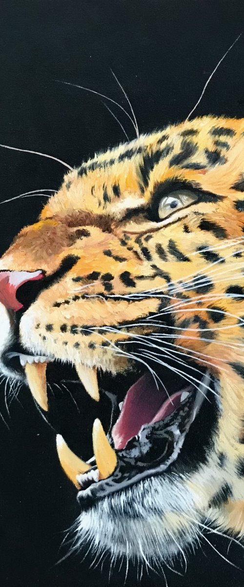 Leopard portrait by Kakajan Charyyev