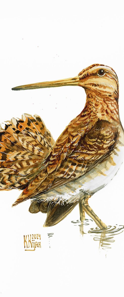 Common snipe by Karolina Kijak