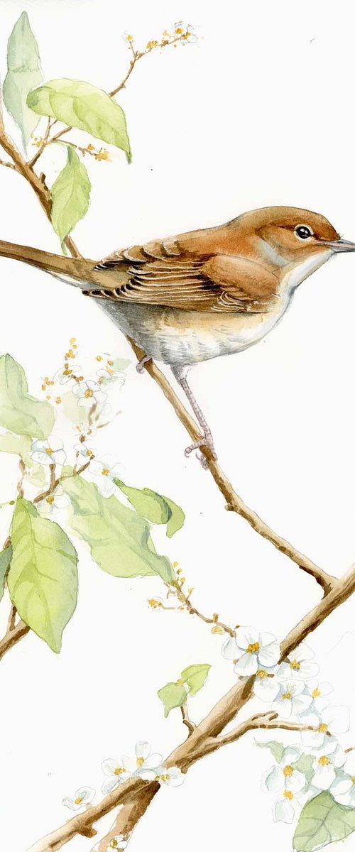 Garden warbler by Karolina Kijak