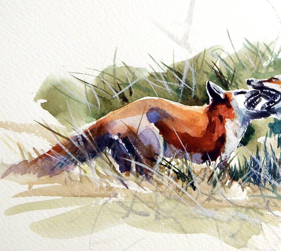 Foxes fighting