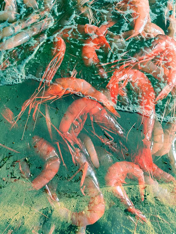 PhotoCollage Red Green Shrimp