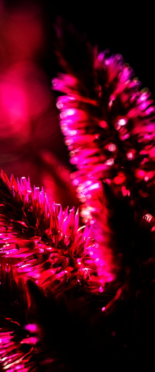 Pink Fuzzy by David Huntzinger
