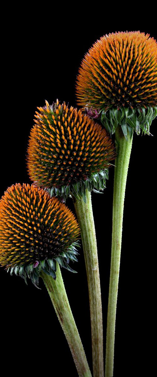 Coneflower Heads by Nadia Culph