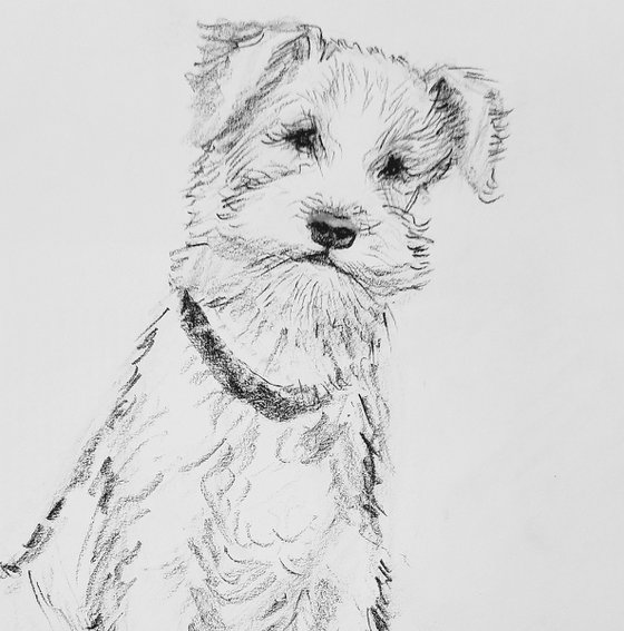 Set of three cute dogs