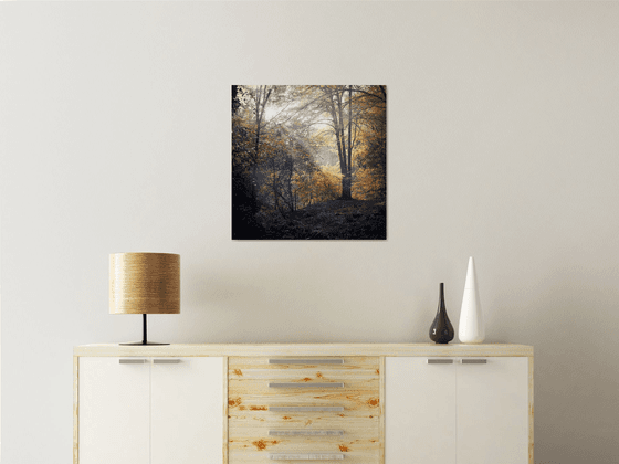 Lerryn woods during autumn