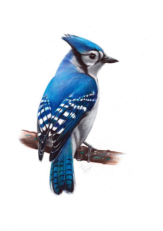 Blue Jay