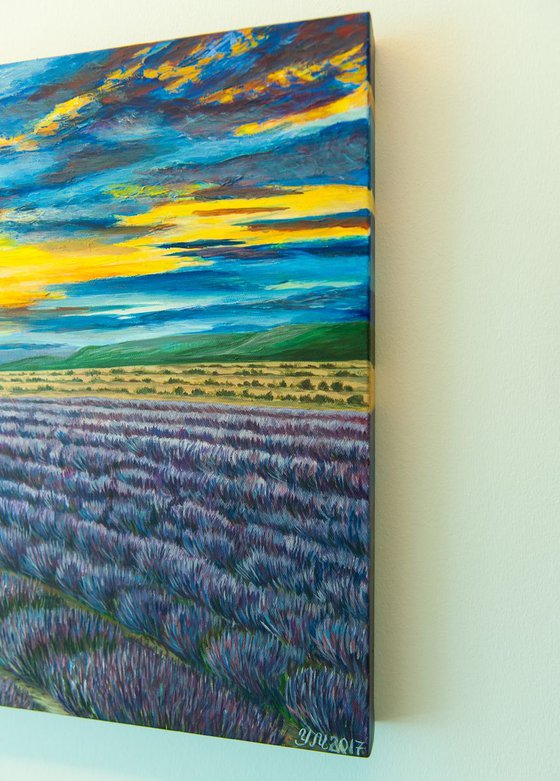 Lavender Fields