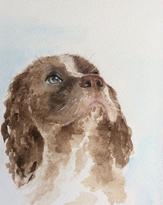 Spaniel