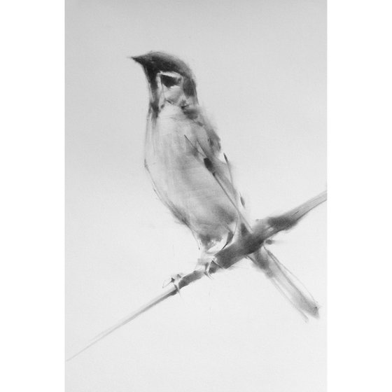 Sparrow 7th Edition