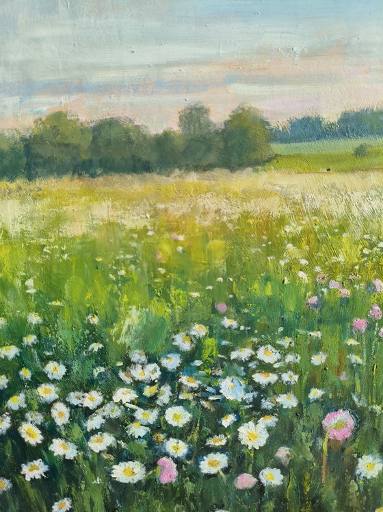 Field of daisies
