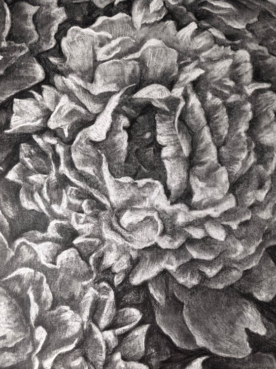 Peonies. Graphite Flowers Series