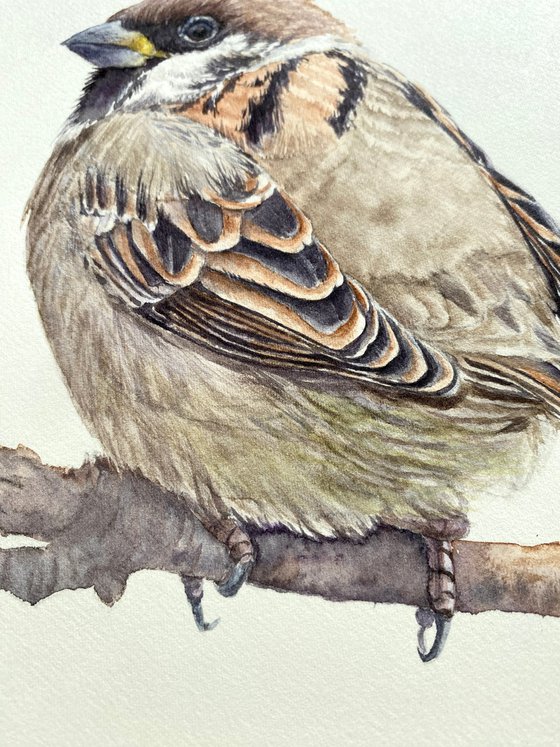 Nuthatch & sparrow chick (Set of 2)