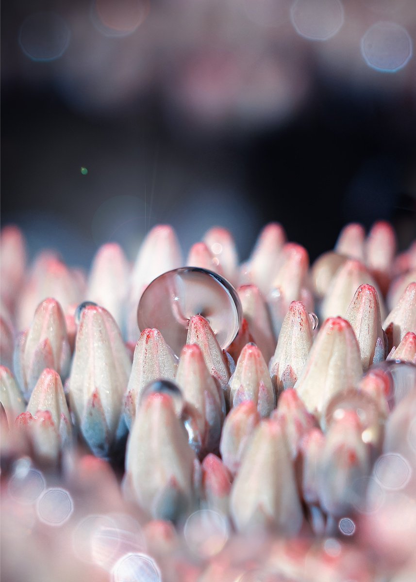 Organic Abstract Photograph By Inna Etuvgi, 12 X 16, Sedum