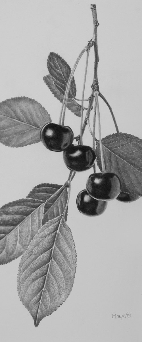 Cherry Twig by Dietrich Moravec