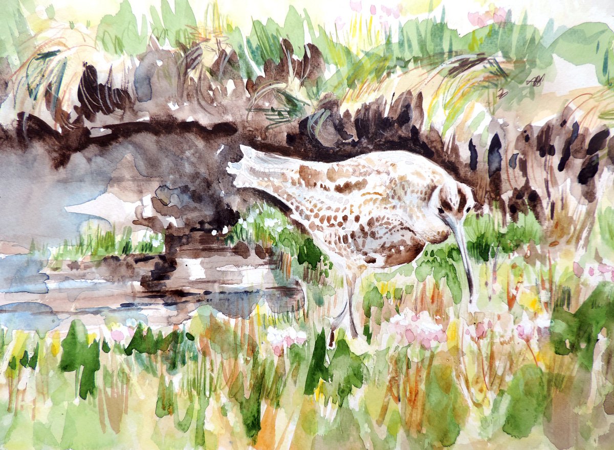 Whimbrel, feeding on marshland by Sheila Chapman