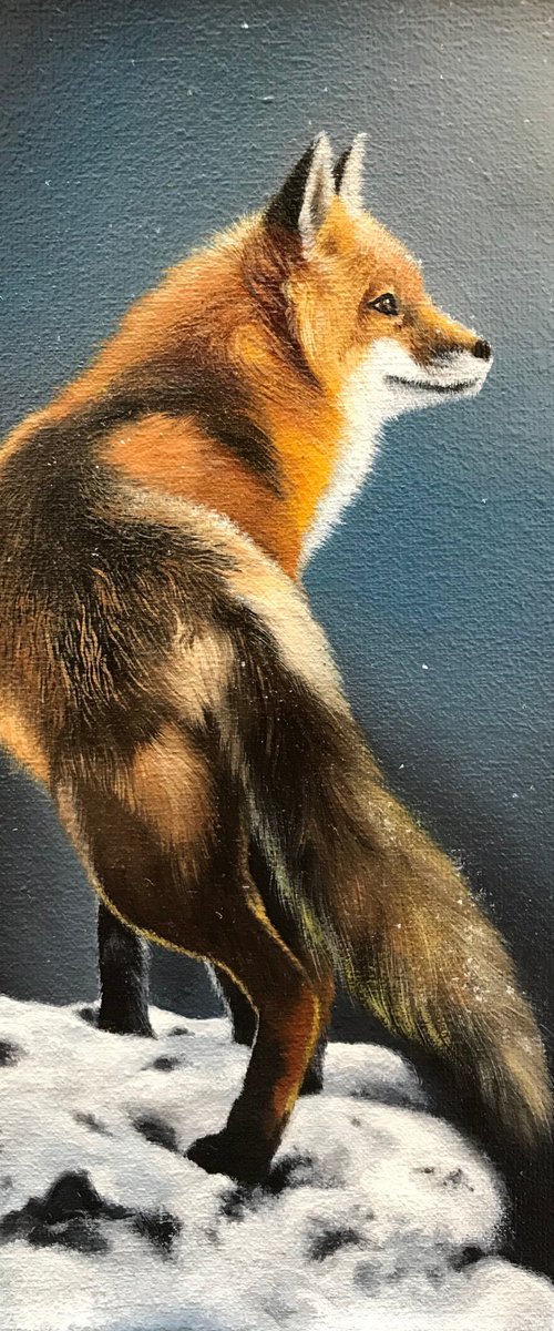 Fox by Kakajan Charyyev