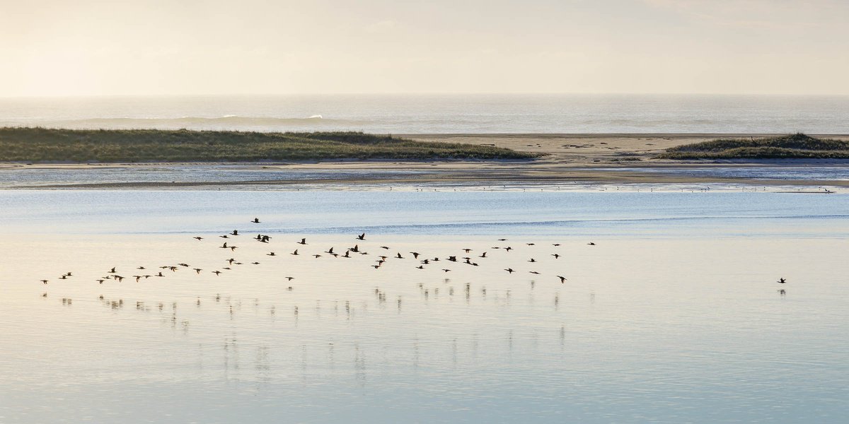 Photorealistic Photograph , Cormorants, Monomoy - Medium By Brooke T Ryan, 30 X 15, Artwork For Sale On Artfinder