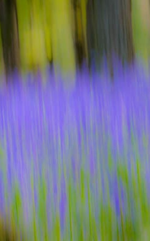 Bluebell Wood  - A3 by Ben Robson Hull