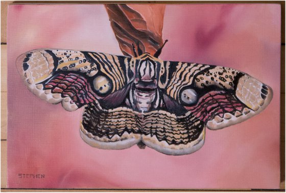 Brahmin Caterpillar and Moth